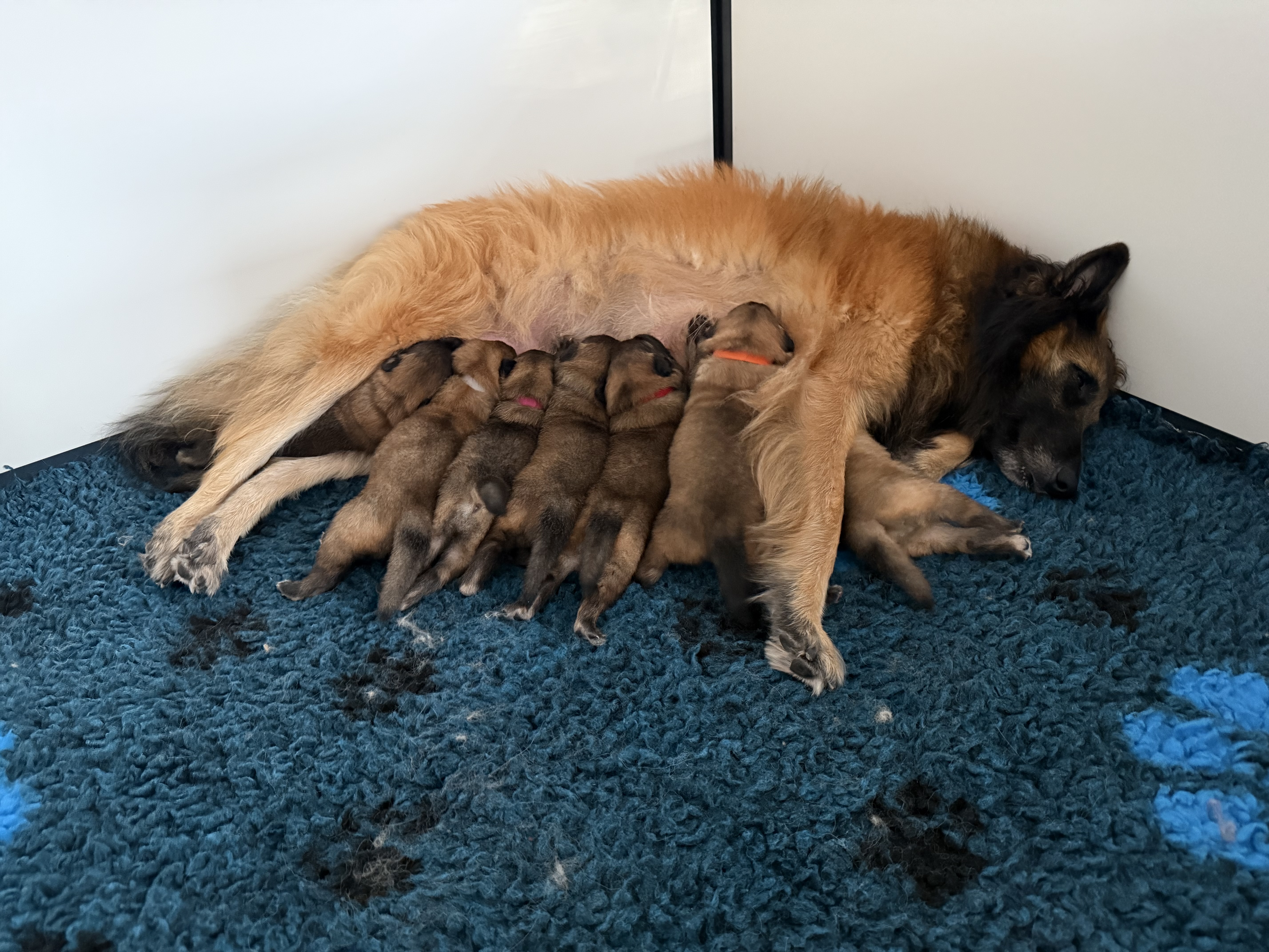 Nest Tervuerense Herders - From Tuckers Town