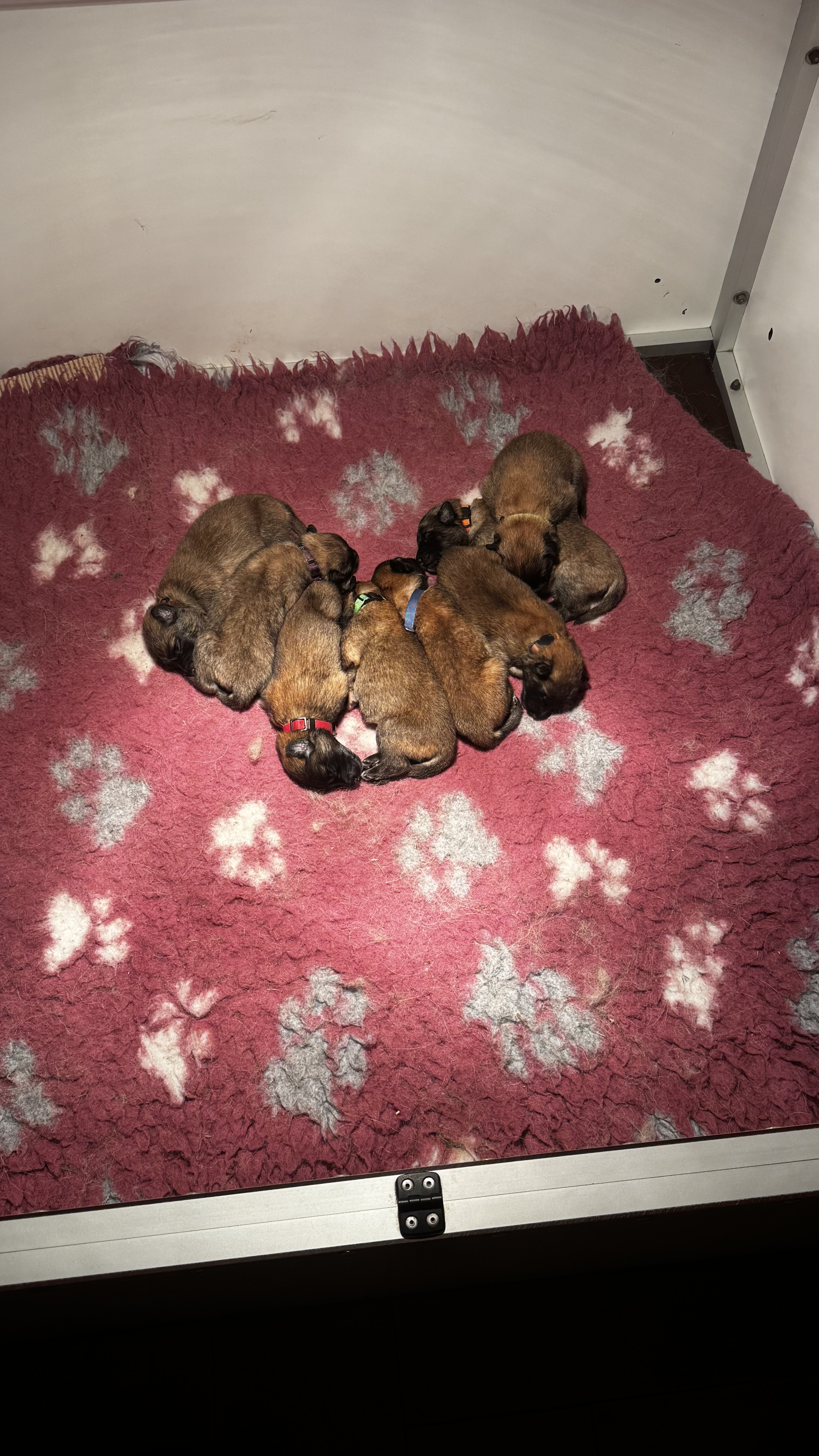 Pups van kennel Di Scottatura